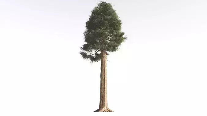 EVERYPlant Giant Redwood 4 --16 Models-- 3D model