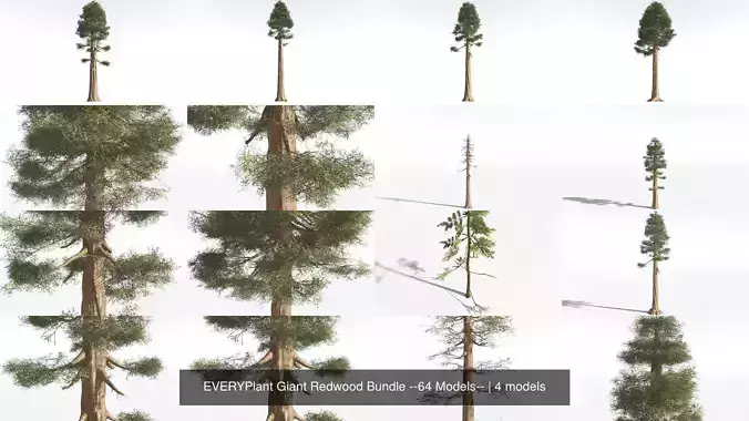 EVERYPlant Giant Redwood Bundle --64 Models-- 3D Model Collection