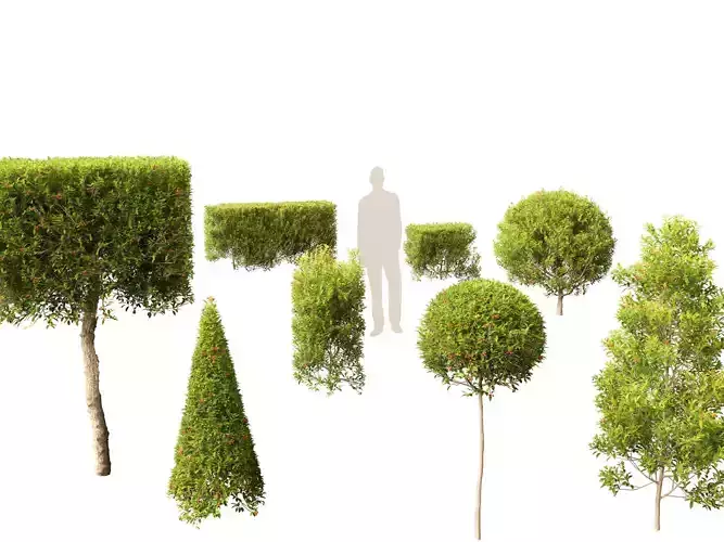 Syzygium australe - Brush cherry