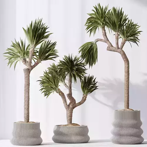 HQ Plants Yucca Elephantipes Gigantea Vase Set01