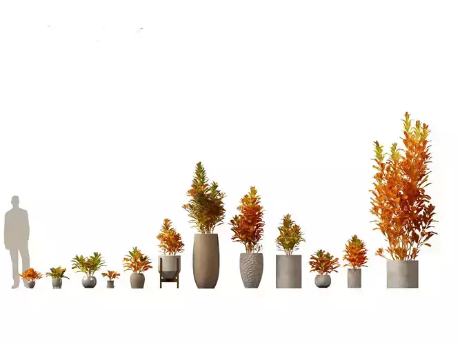 Codiaeum Variegatum - croton 02