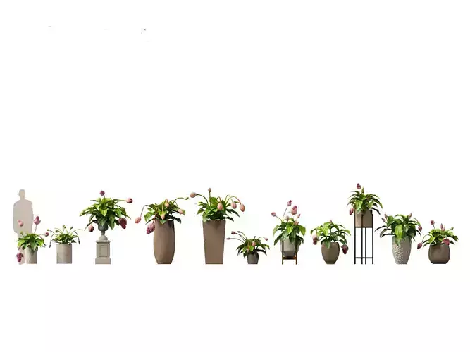 Medinilla Magnifica - rose grape