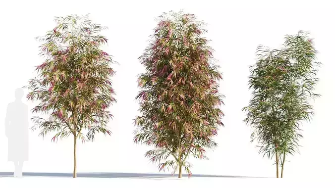 Burgundy Myrtle tree c