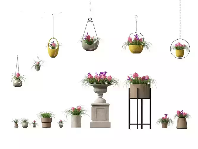 Tillandsia Cyanea - Pink quill 02