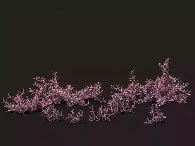 Tradescantia Pallida -Purple Heart Plant 01