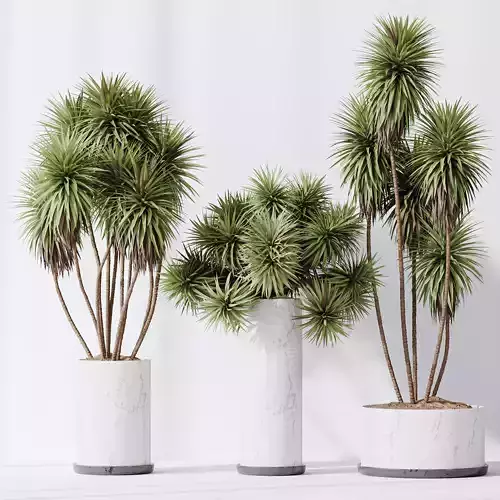 HQ Plants Yucca Elephantipes Gigantea Vase Set04