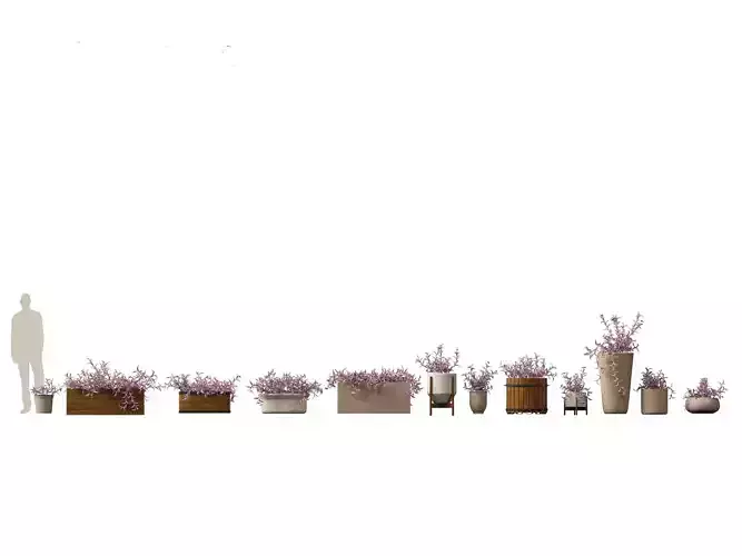 Tradescantia Pallida -Purple Heart Plant 02