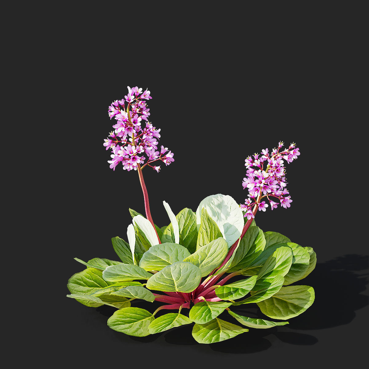 Bergenia cordifolia flower 3D model_6