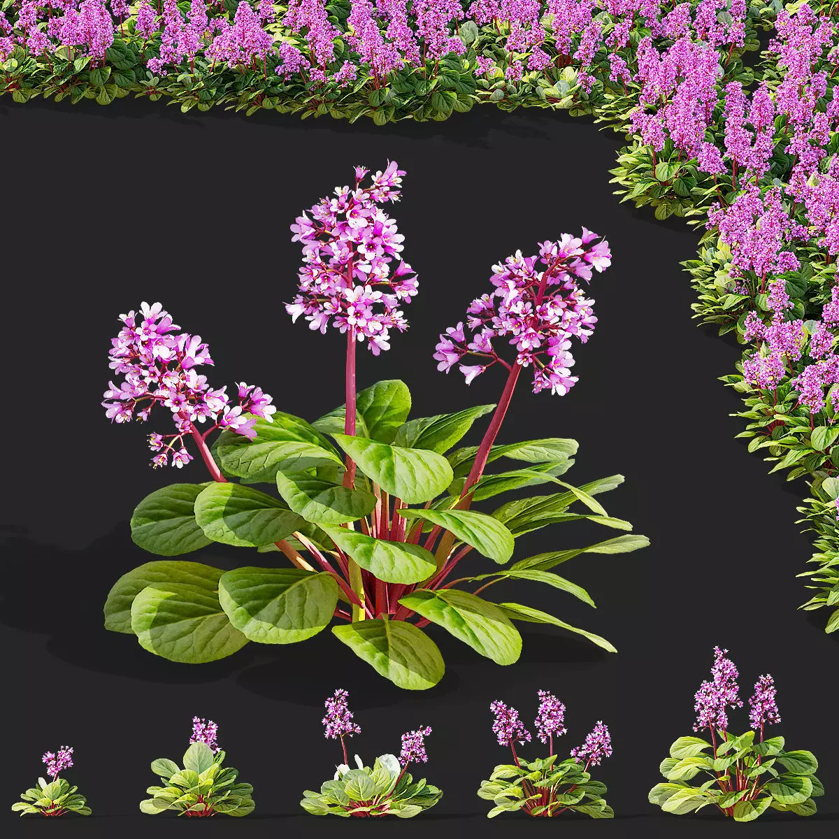 Bergenia cordifolia flower 3D model_0