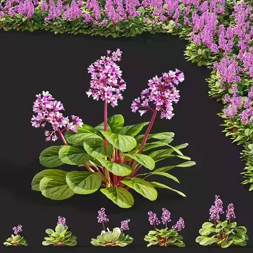 Bergenia cordifolia flower