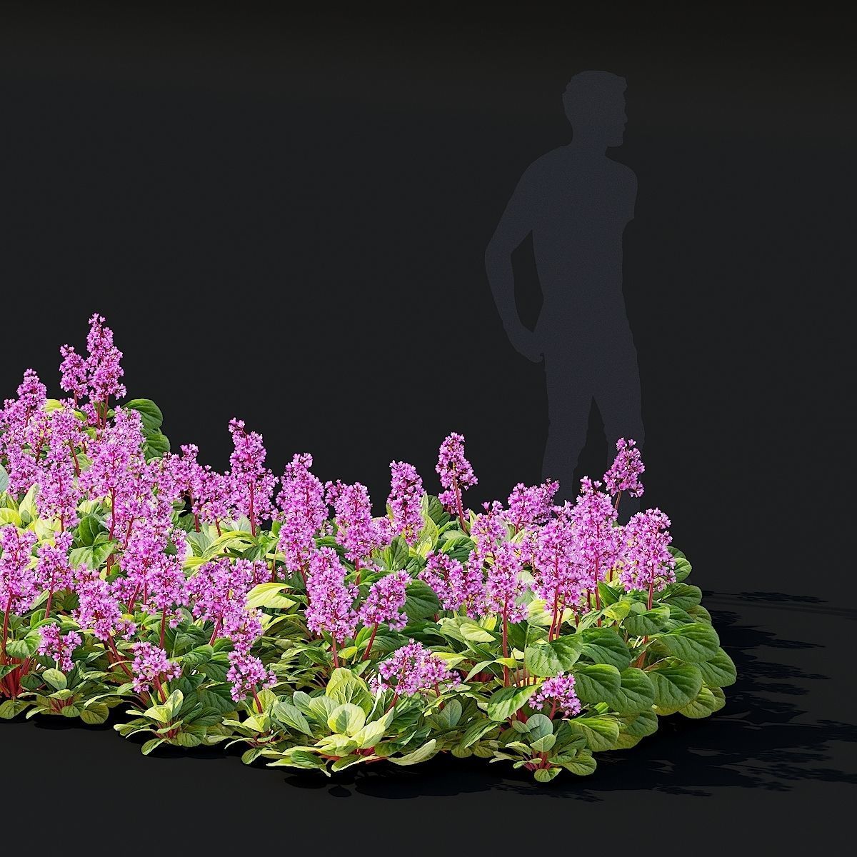 Bergenia cordifolia flower 3D model_2