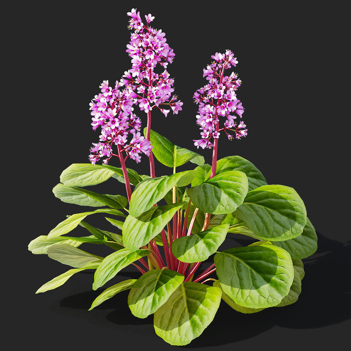 Bergenia cordifolia flower 3D model_3
