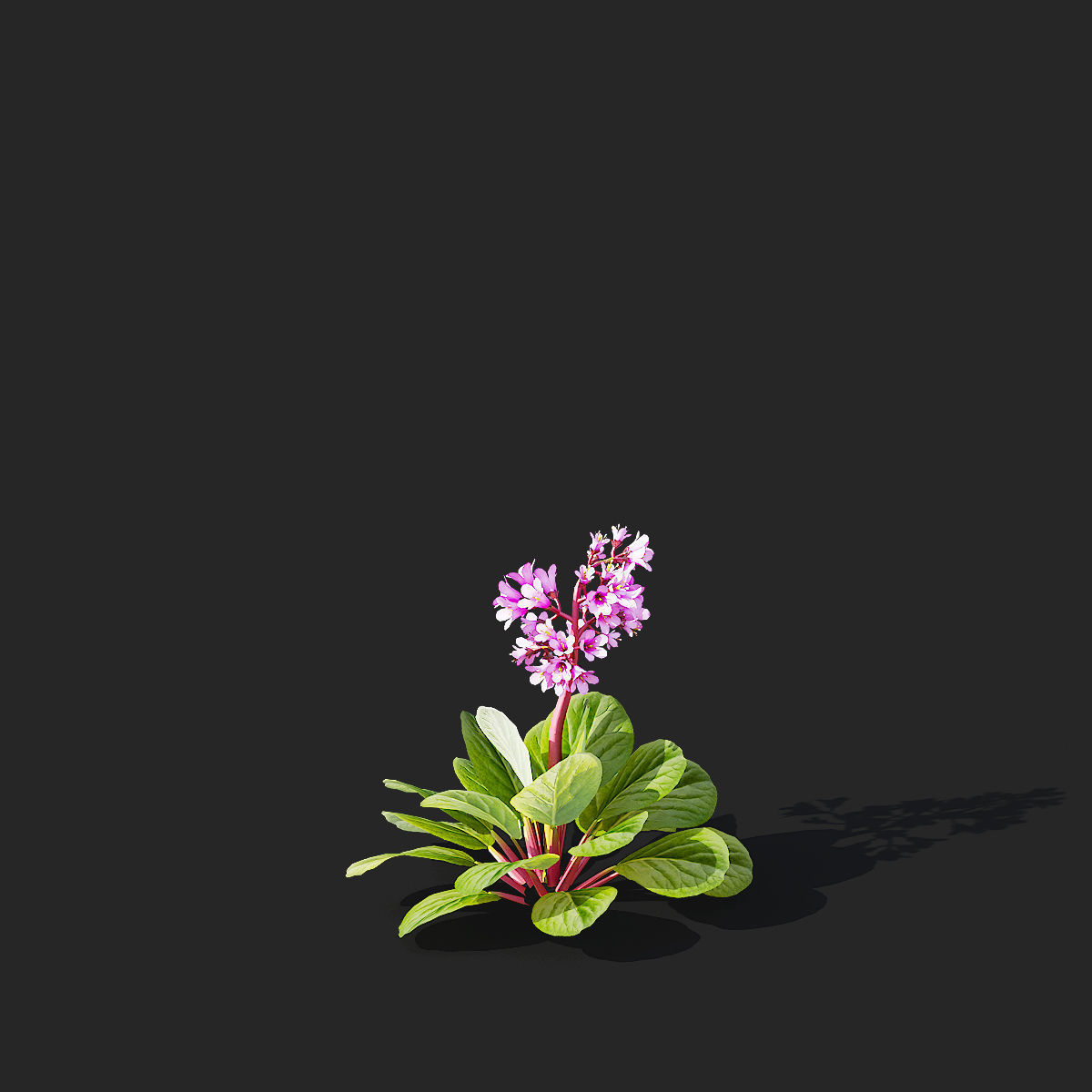 Bergenia cordifolia flower 3D model_8