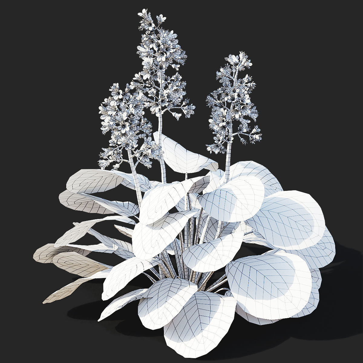 Bergenia cordifolia flower 3D model_4