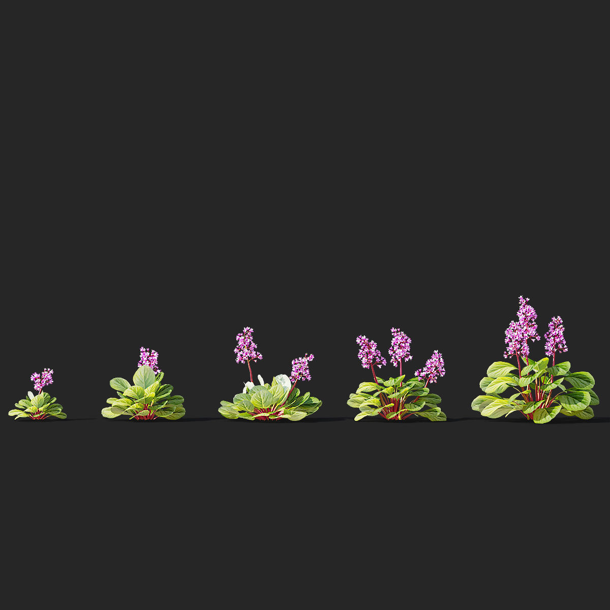 Bergenia cordifolia flower 3D model_9
