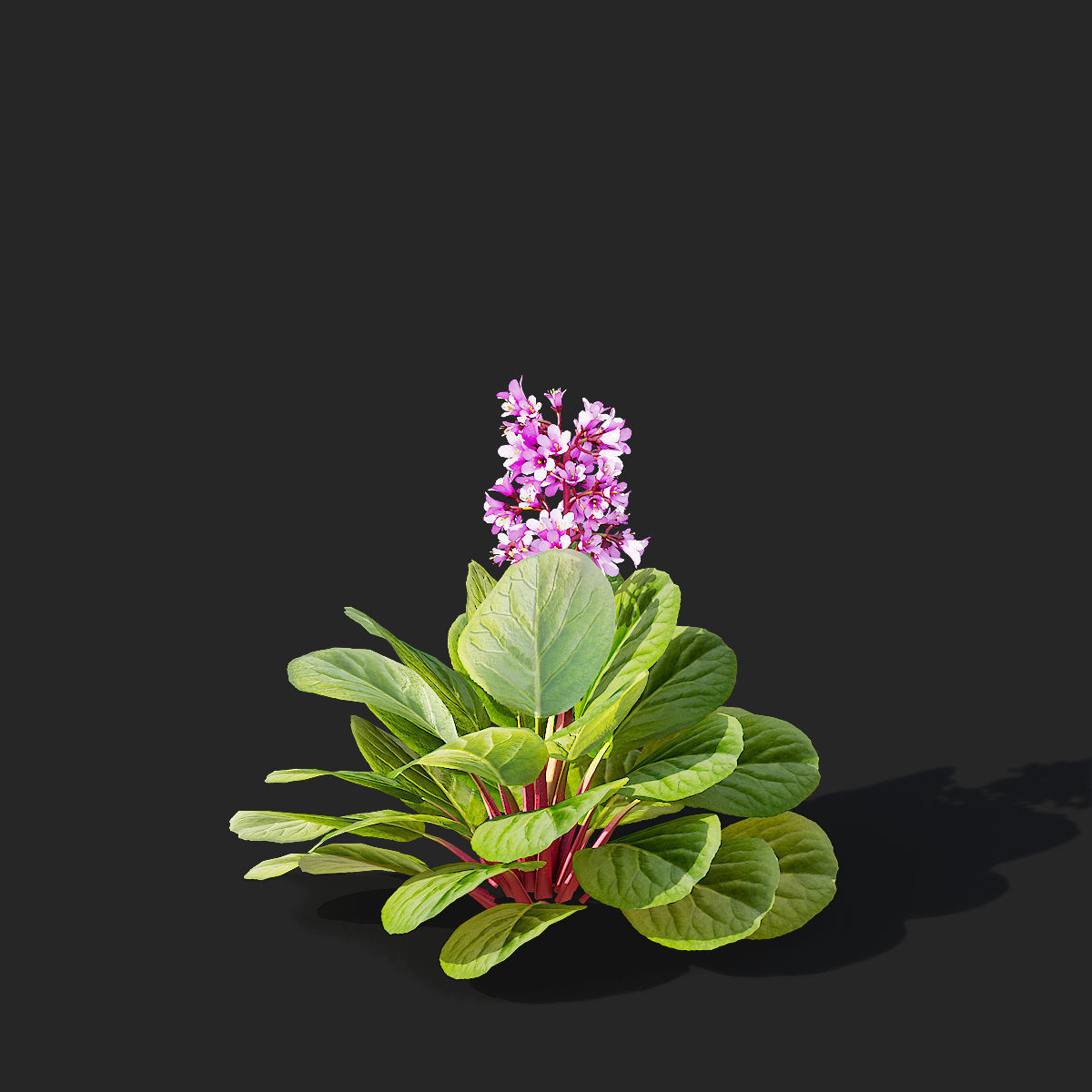 Bergenia cordifolia flower 3D model_7