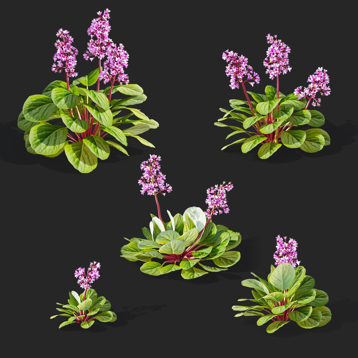 Bergenia cordifolia flower 3D model_1