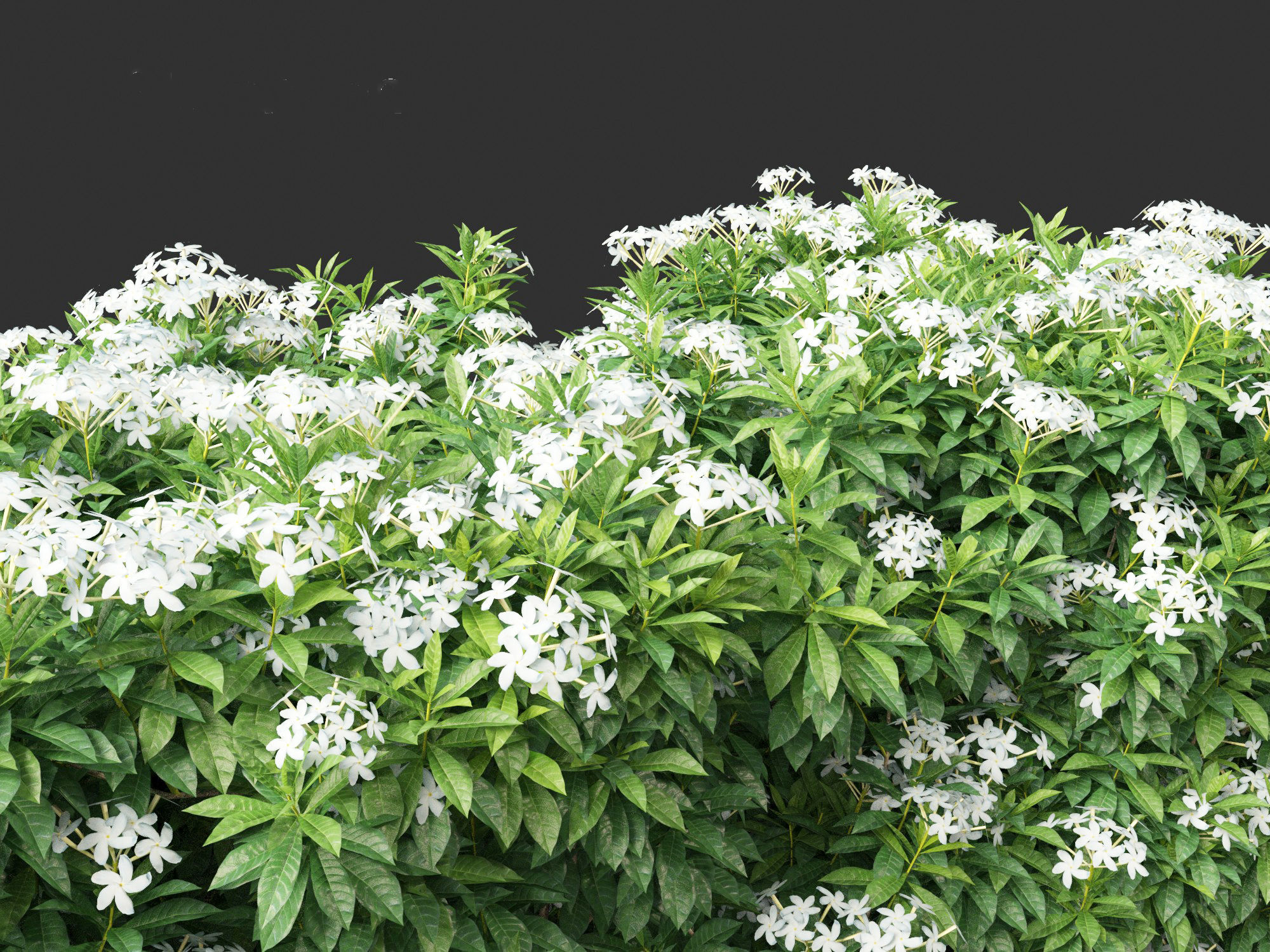 Tabernaemontana divaricata - Pinwheel Flower 3D model_5