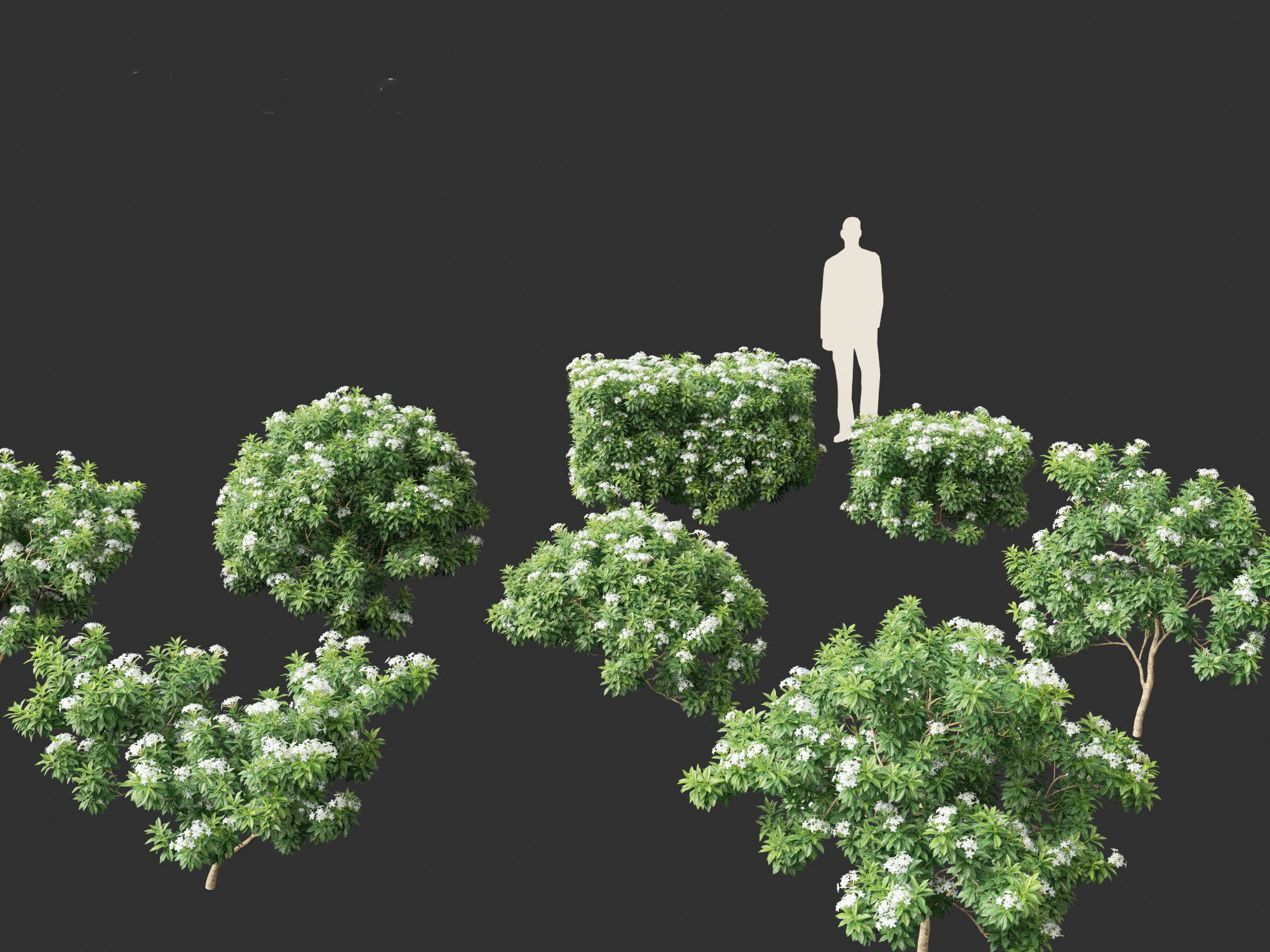 Tabernaemontana divaricata - Pinwheel Flower 3D model_3