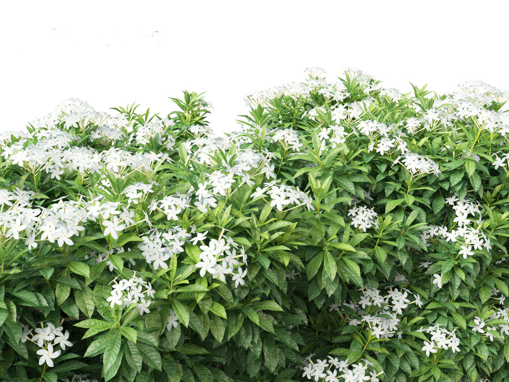 Tabernaemontana divaricata - Pinwheel Flower 3D model_4