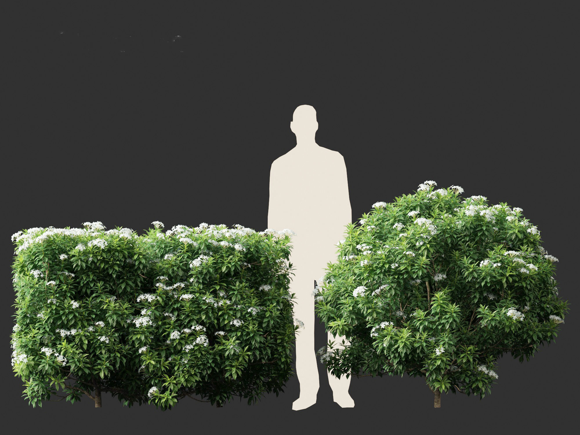 Tabernaemontana divaricata - Pinwheel Flower 3D model_2