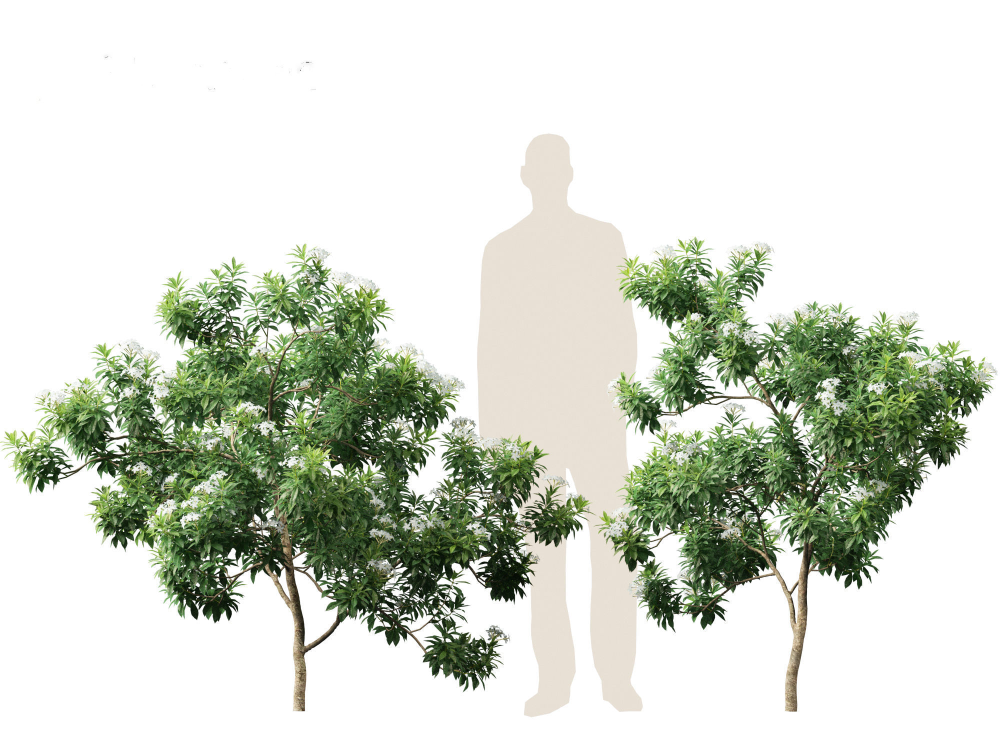 Tabernaemontana divaricata - Pinwheel Flower 3D model_9