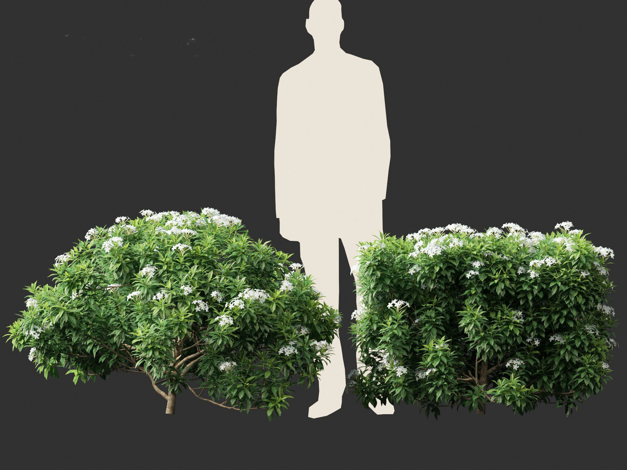 Tabernaemontana divaricata - Pinwheel Flower 3D model_12