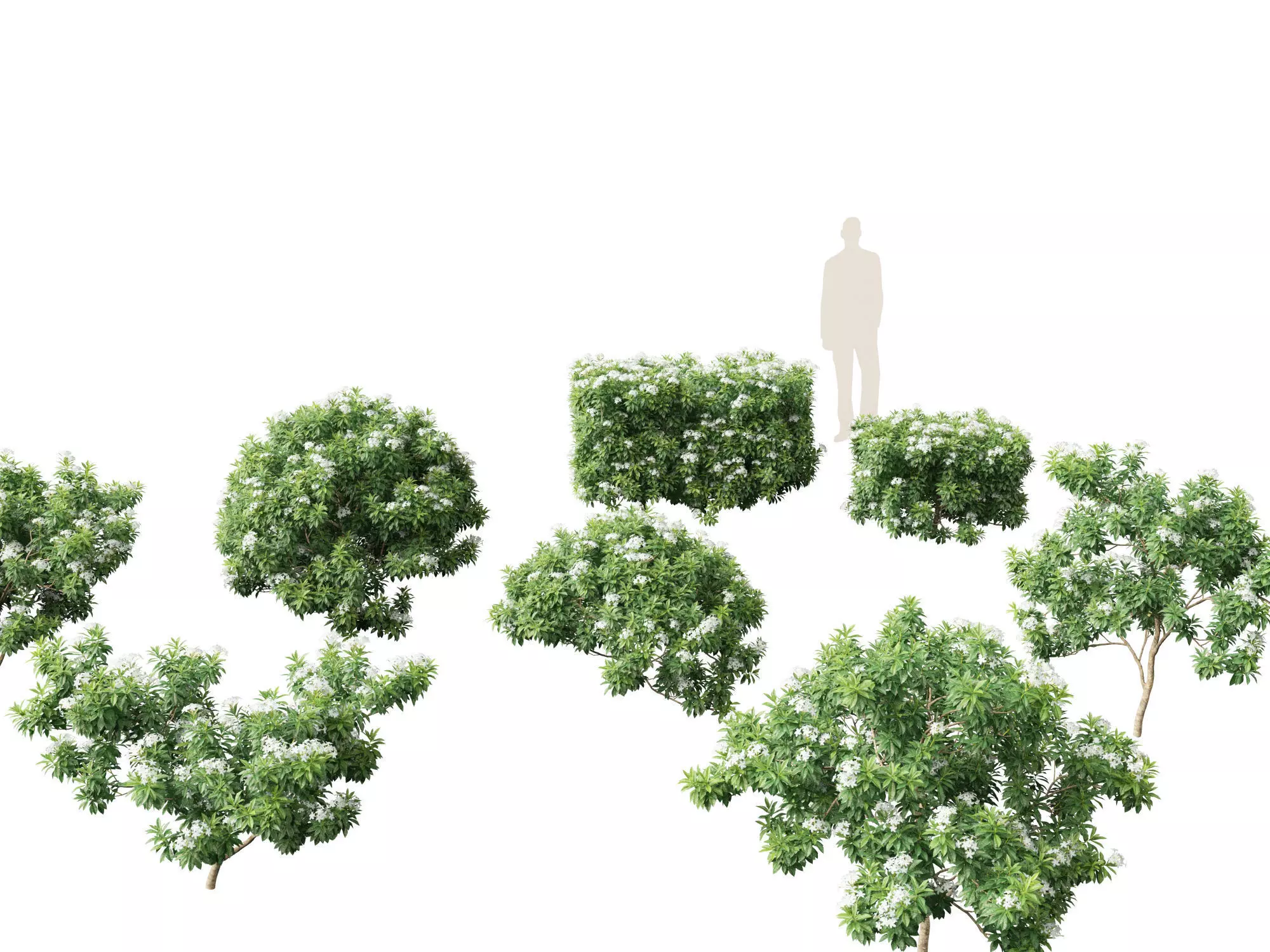 Tabernaemontana divaricata - Pinwheel Flower 3D model_0