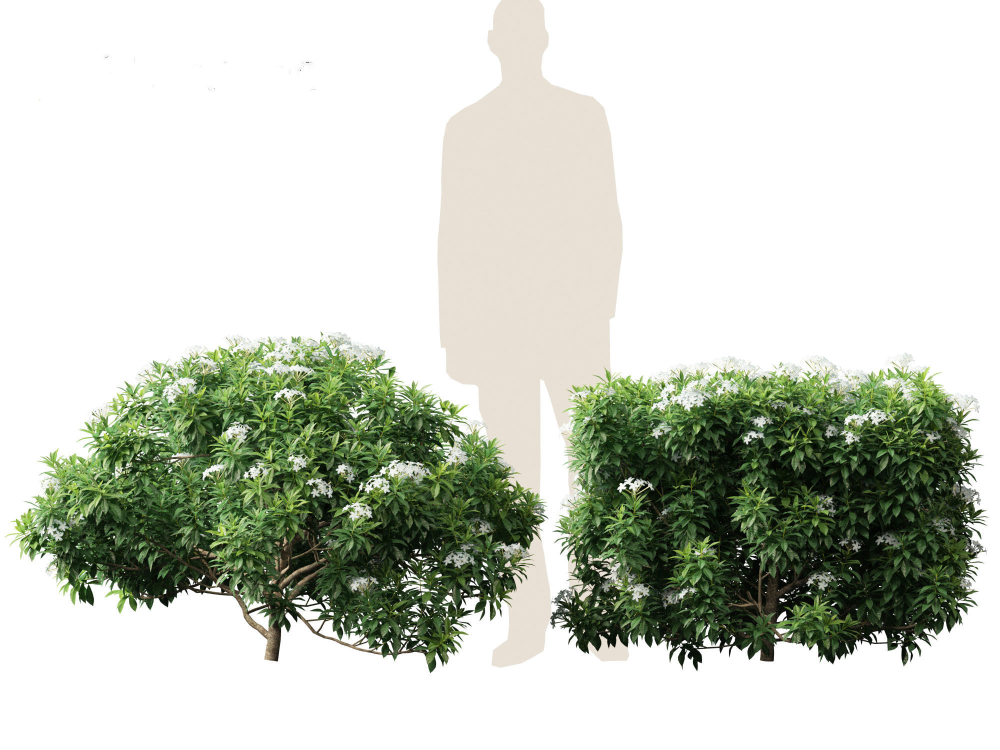 Tabernaemontana divaricata - Pinwheel Flower 3D model_11