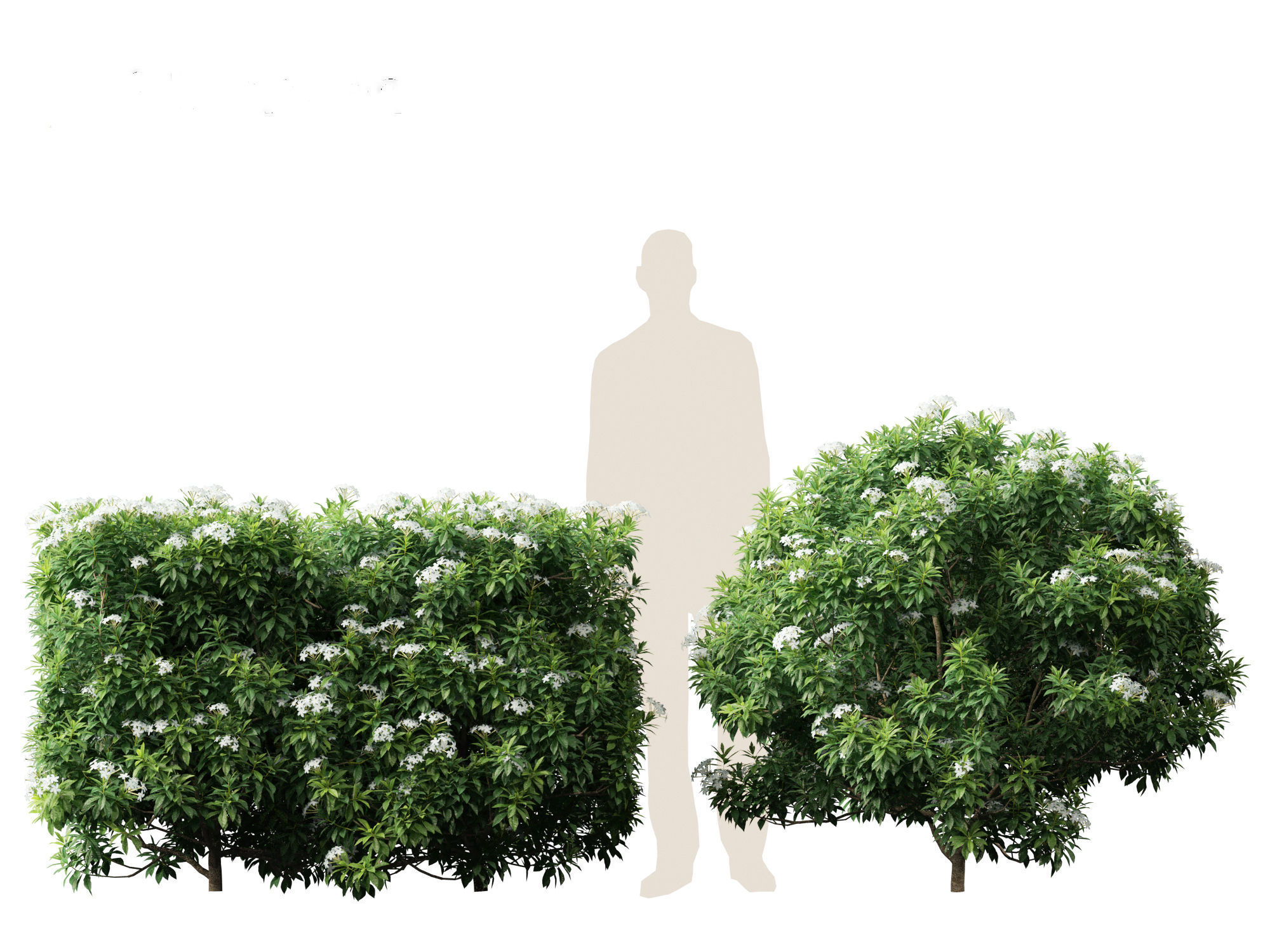 Tabernaemontana divaricata - Pinwheel Flower 3D model_13