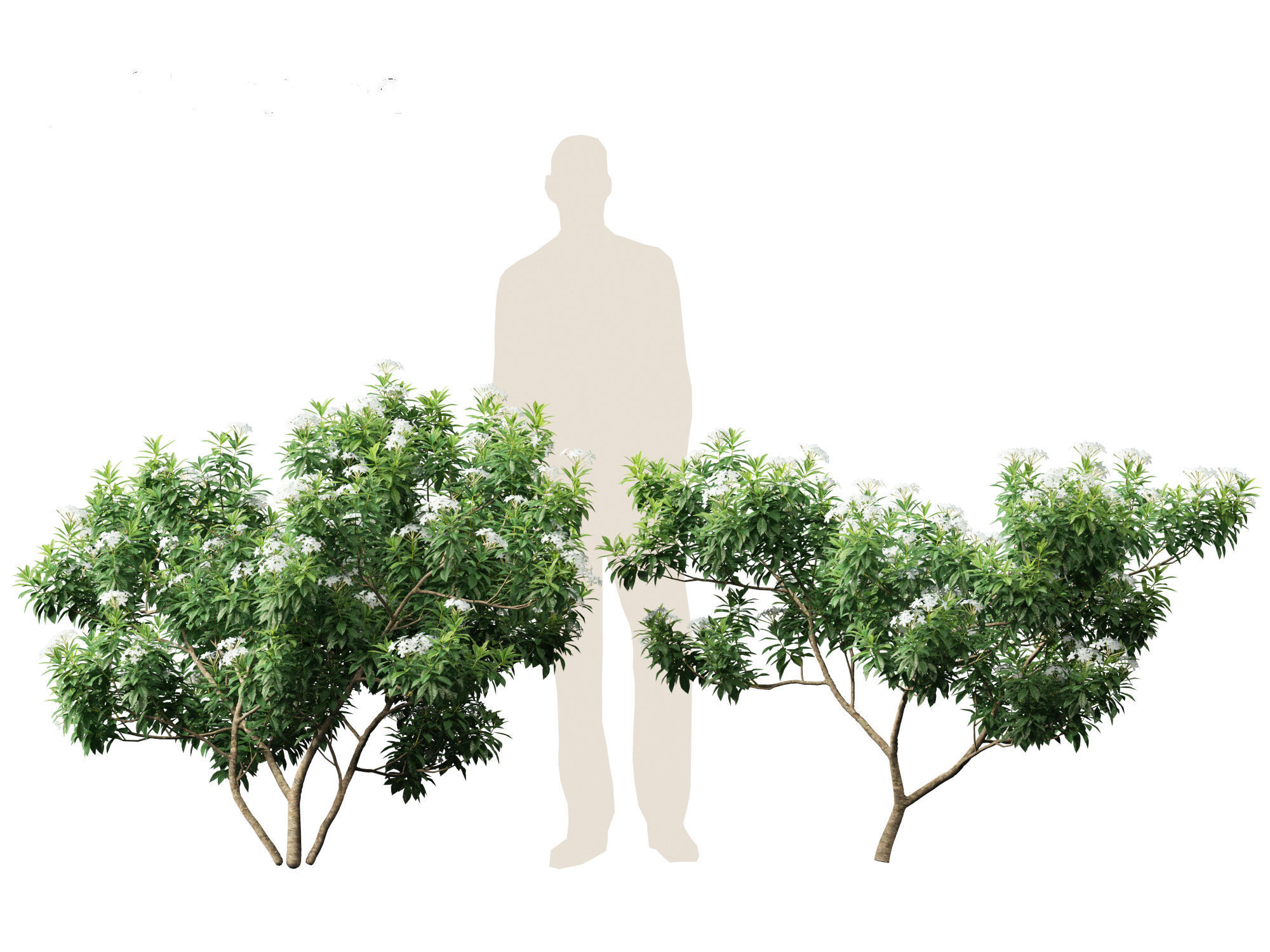 Tabernaemontana divaricata - Pinwheel Flower 3D model_7