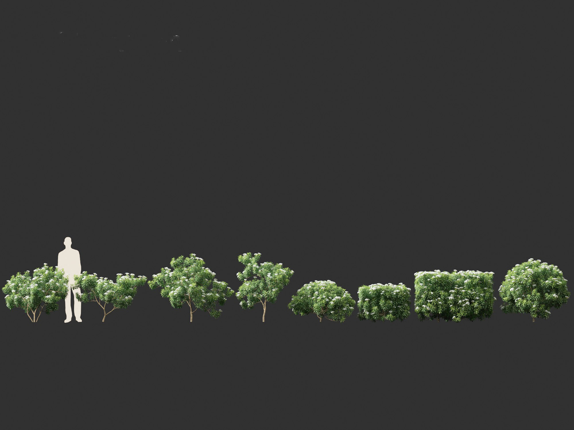 Tabernaemontana divaricata - Pinwheel Flower 3D model_6