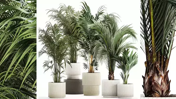 Set Of Beautiful Howea Palms In White Pots Neanthe 1408