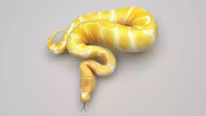 Albino Ball Python Snake 3D model
