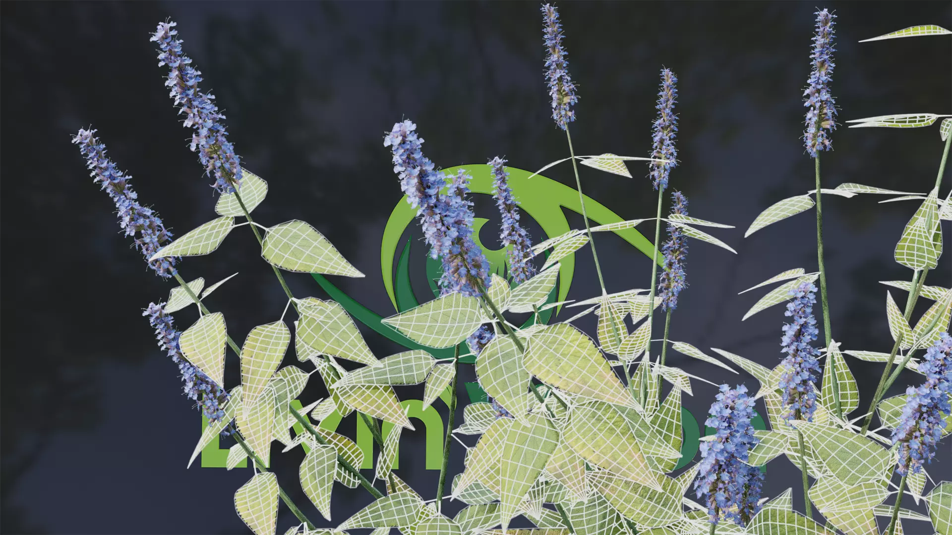 Agastache Blue Fortune 3D model