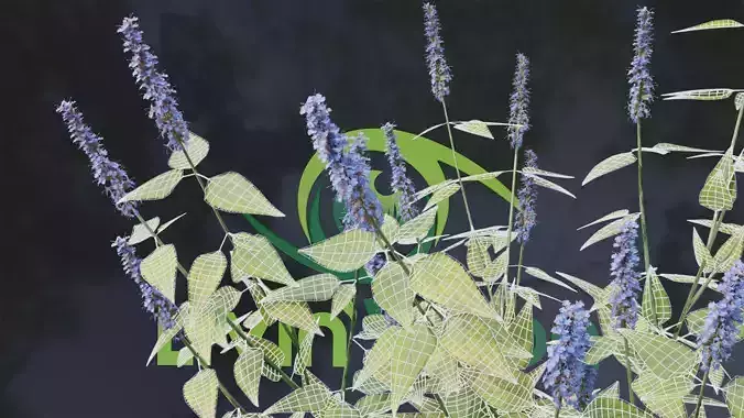 Agastache Blue Fortune