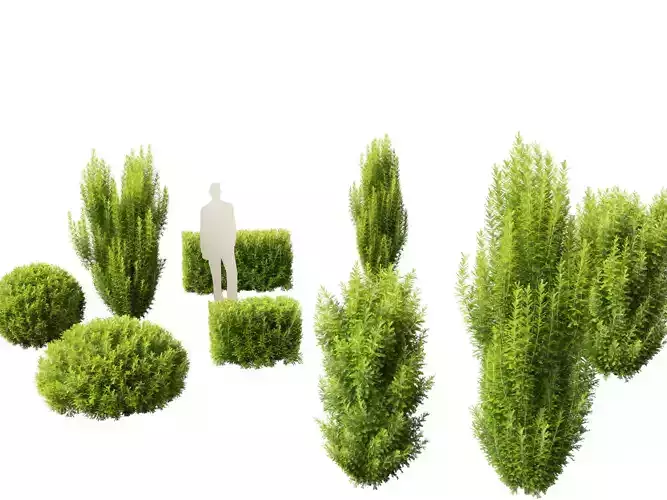 Taxus baccata - English yew 