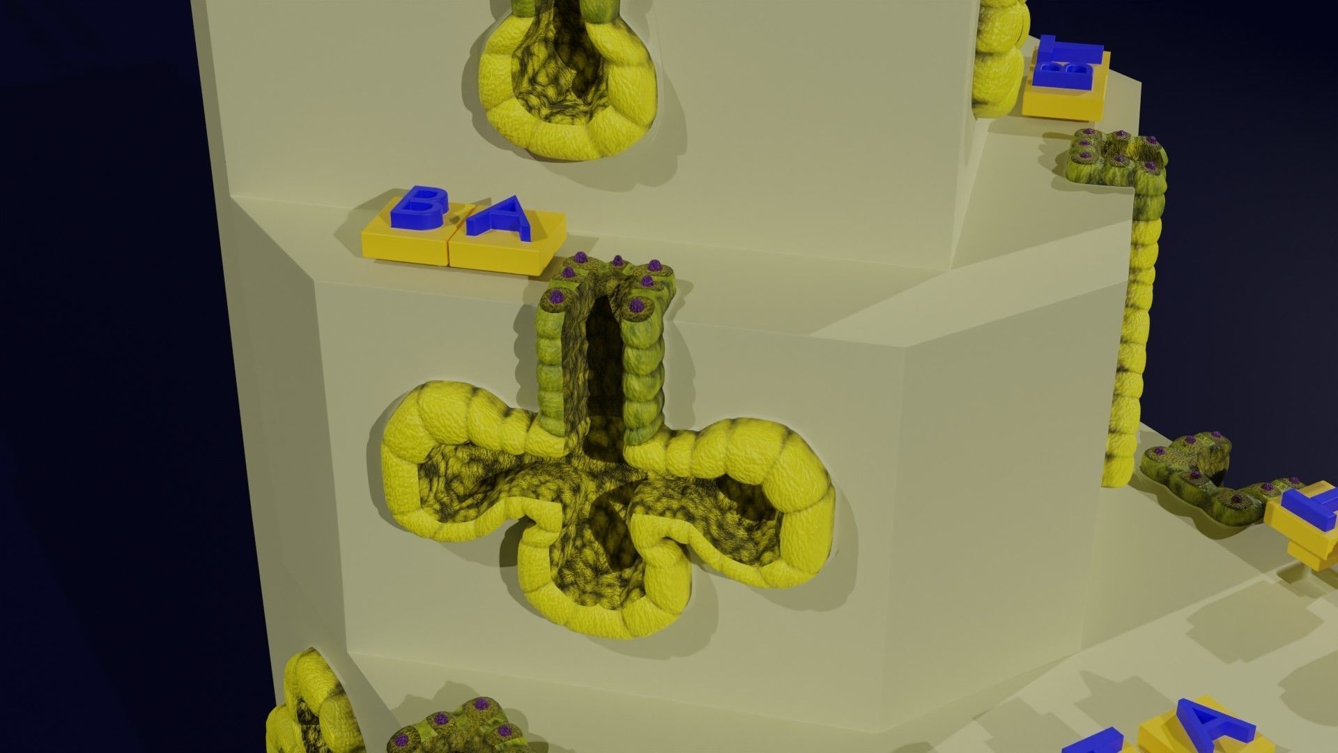 Ducts glands type simple compound alveolar tubular 3D model_26
