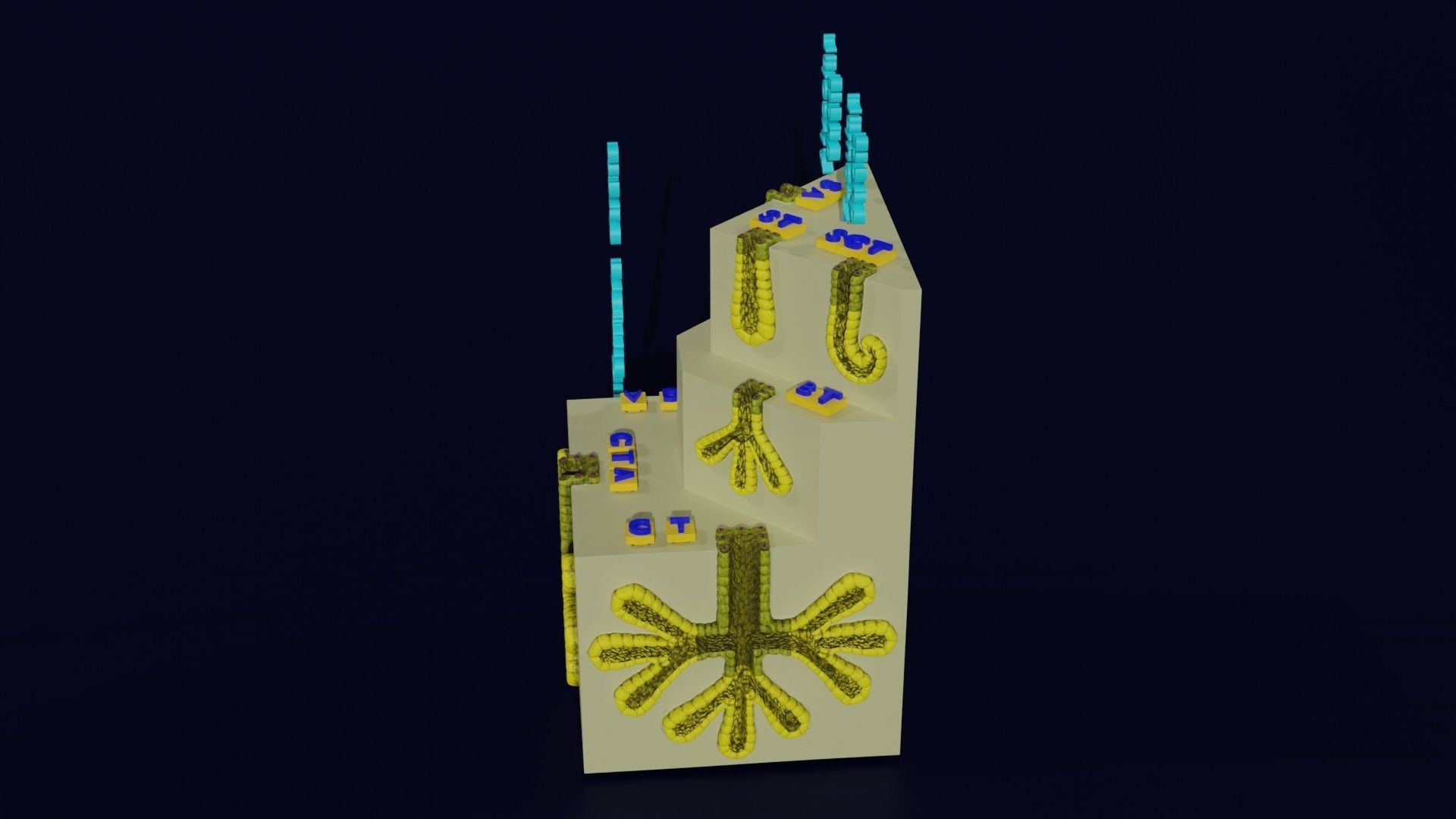Ducts glands type simple compound alveolar tubular 3D model_51
