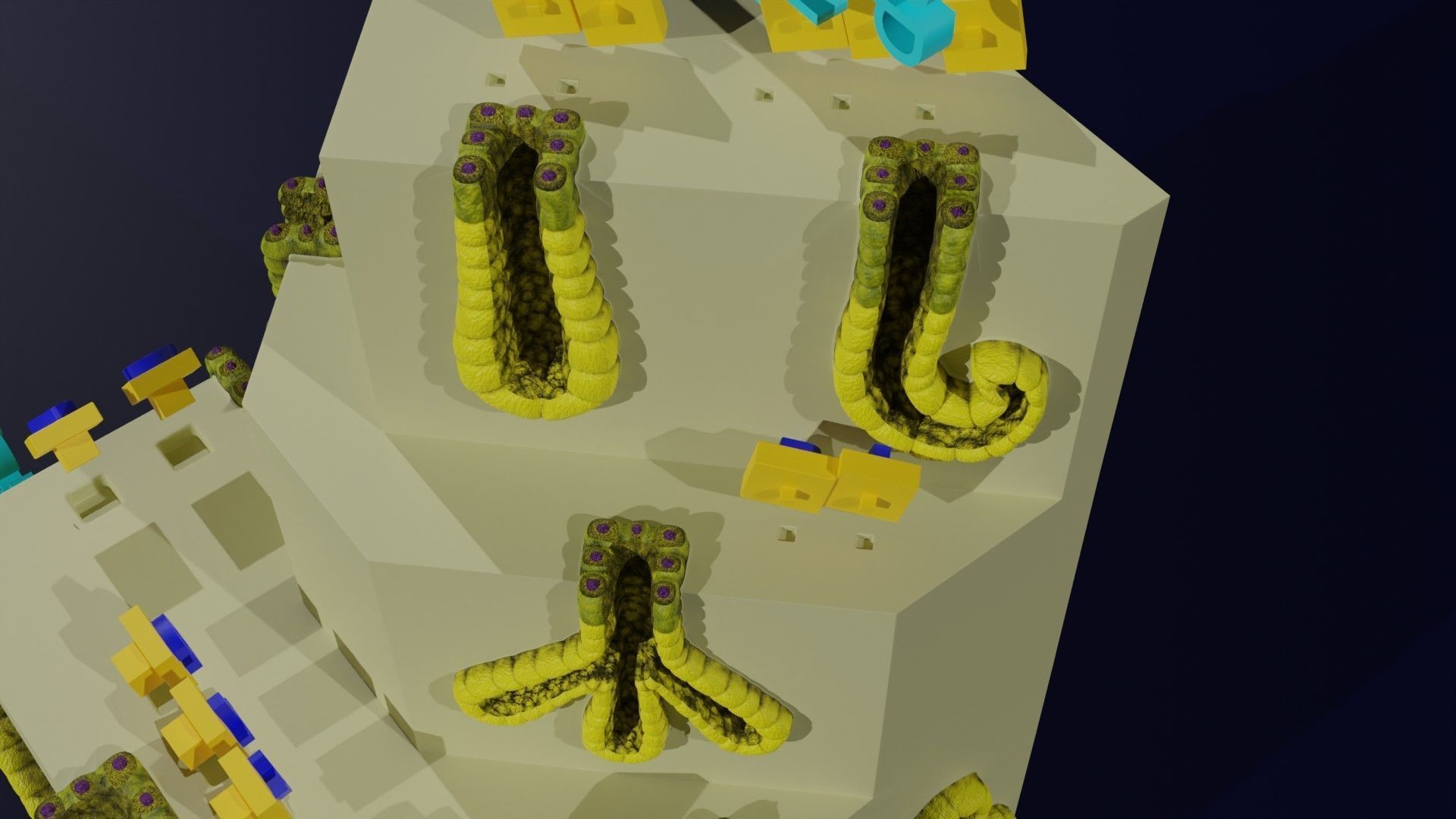 Ducts glands type simple compound alveolar tubular 3D model_22
