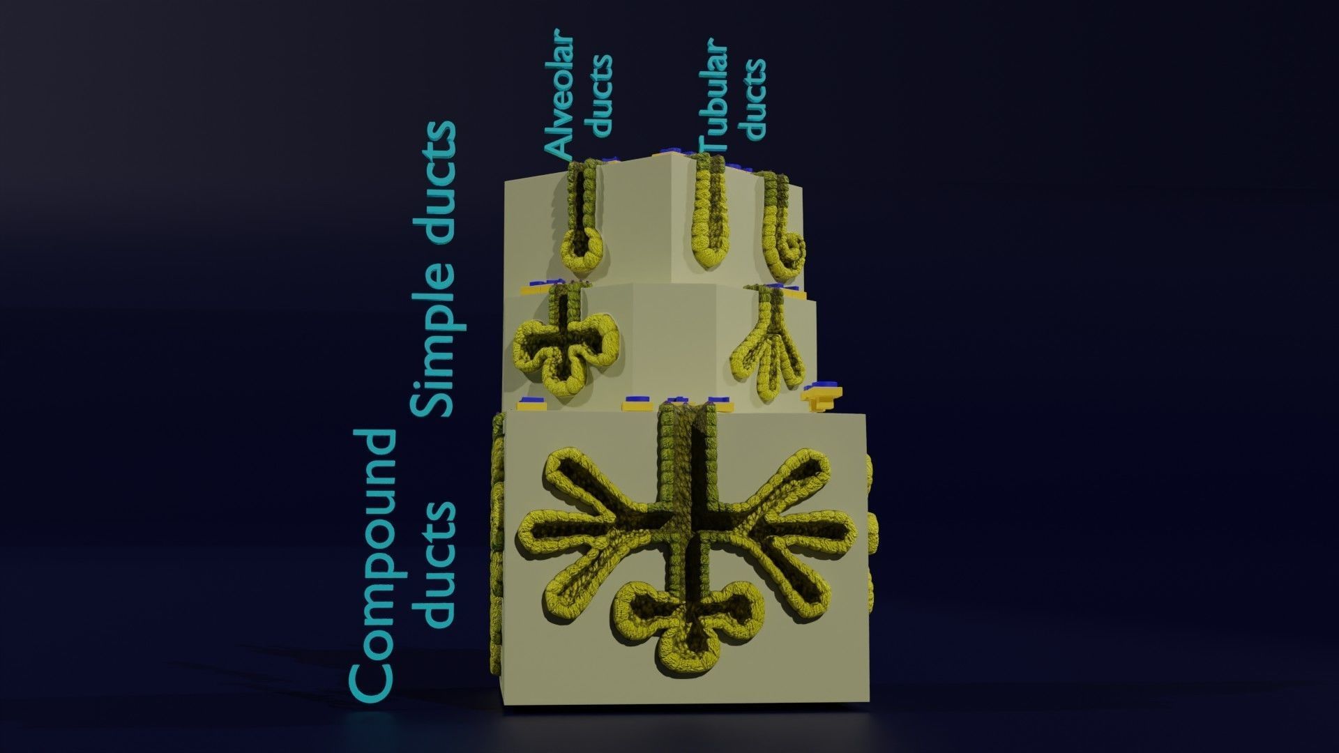 Ducts glands type simple compound alveolar tubular 3D model_7