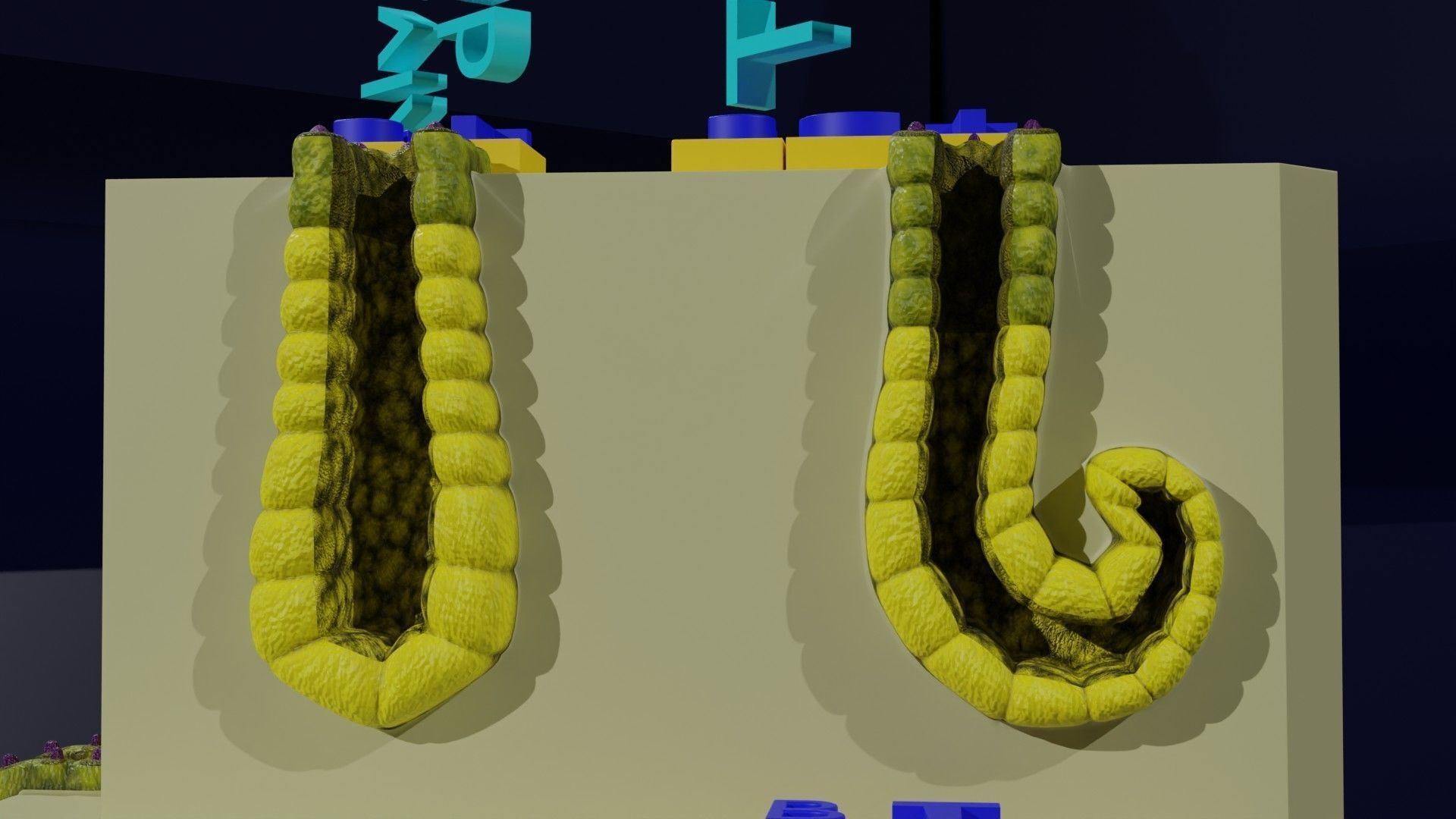 Ducts glands type simple compound alveolar tubular 3D model_20