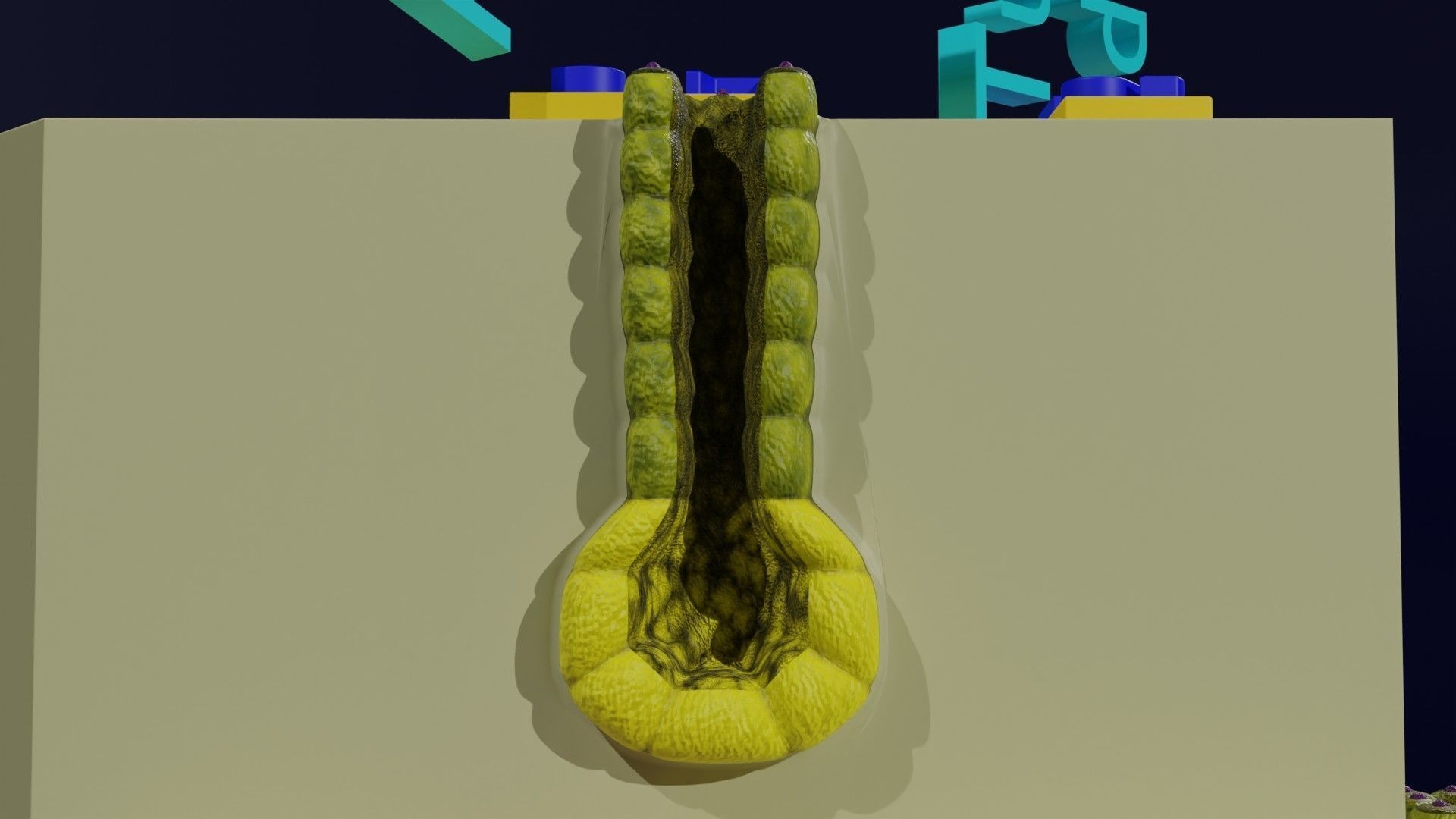 Ducts glands type simple compound alveolar tubular 3D model_17