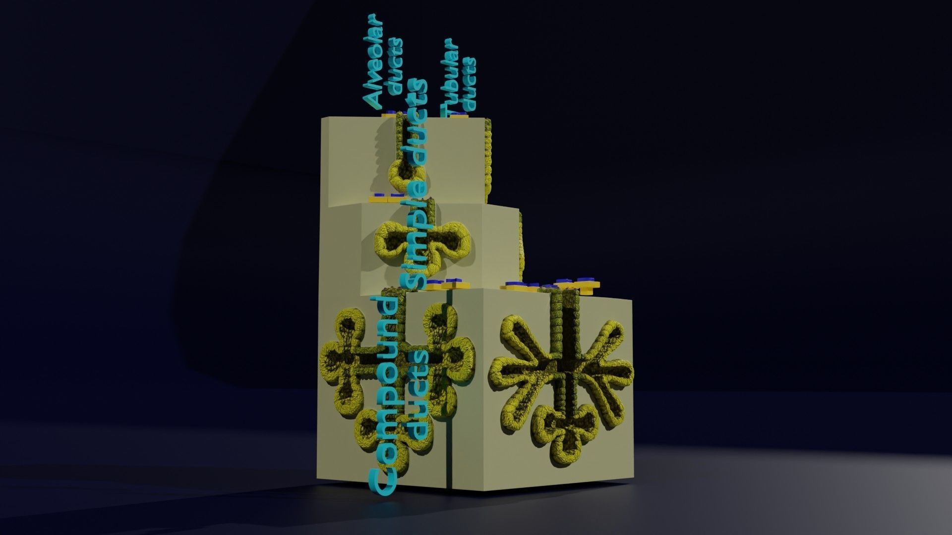 Ducts glands type simple compound alveolar tubular 3D model_9