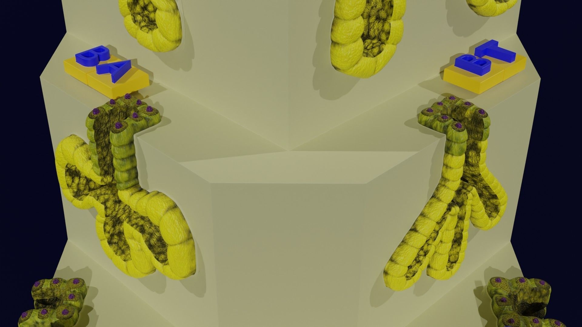Ducts glands type simple compound alveolar tubular 3D model_27