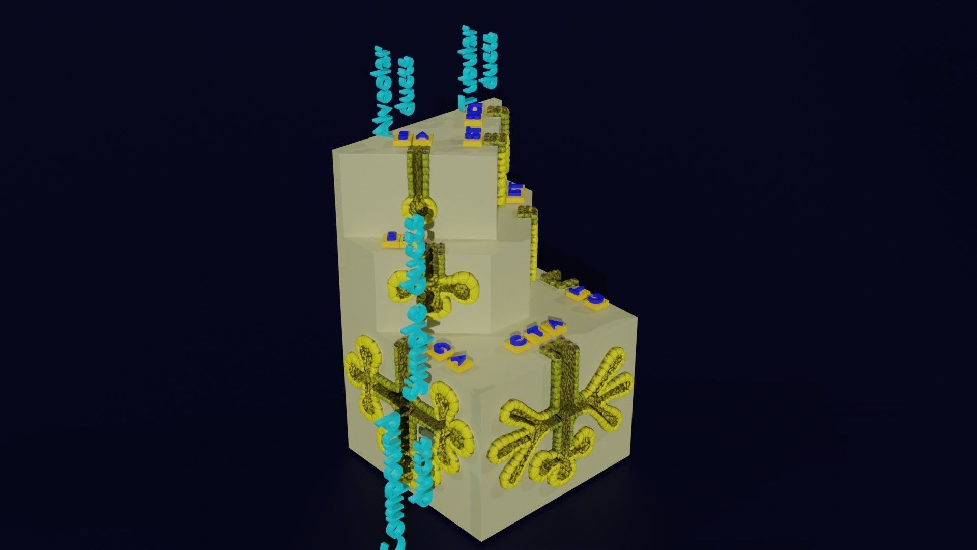 Ducts glands type simple compound alveolar tubular 3D model_40