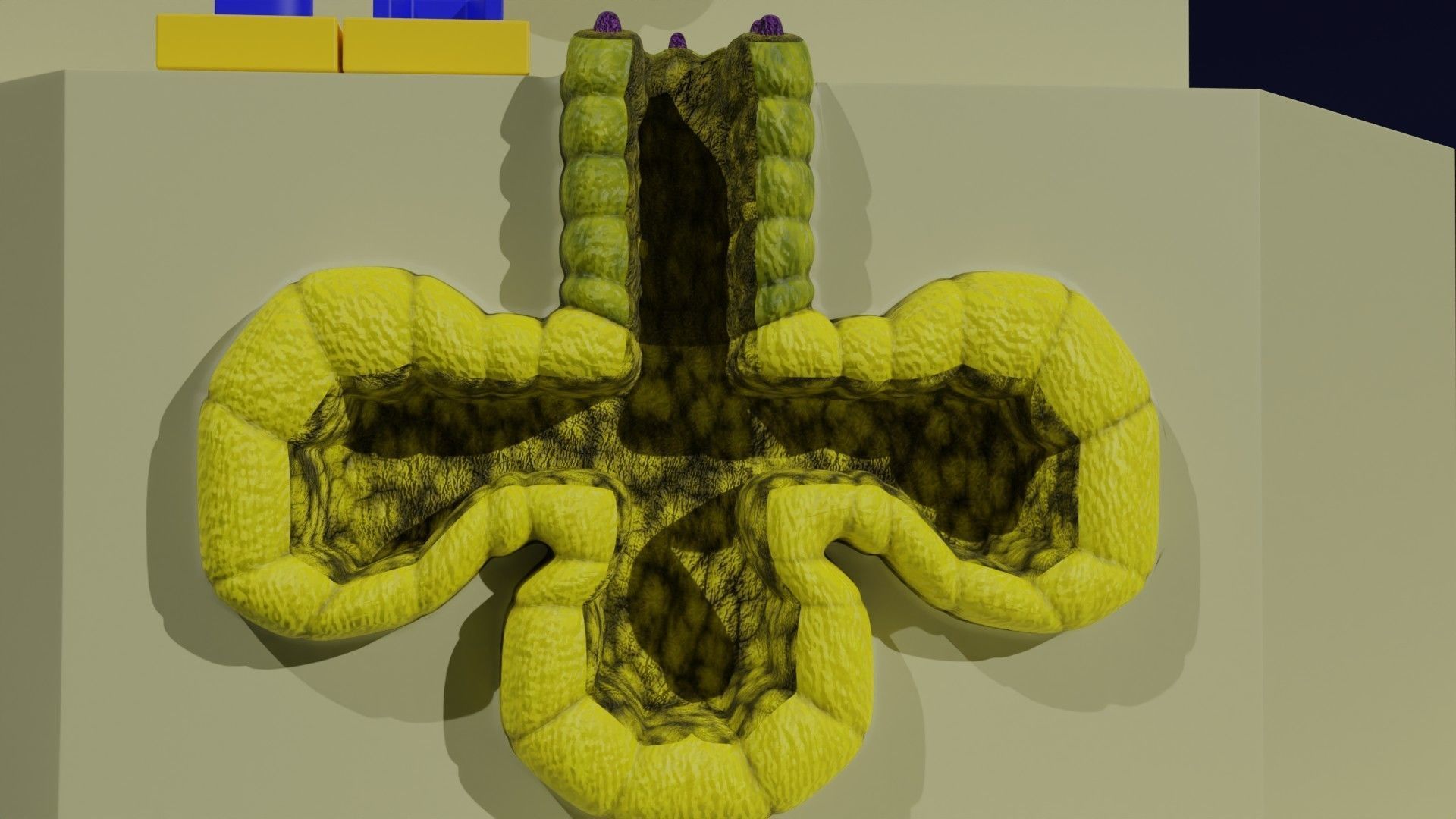 Ducts glands type simple compound alveolar tubular 3D model_36