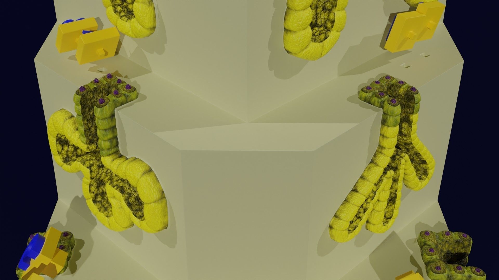 Ducts glands type simple compound alveolar tubular 3D model_31