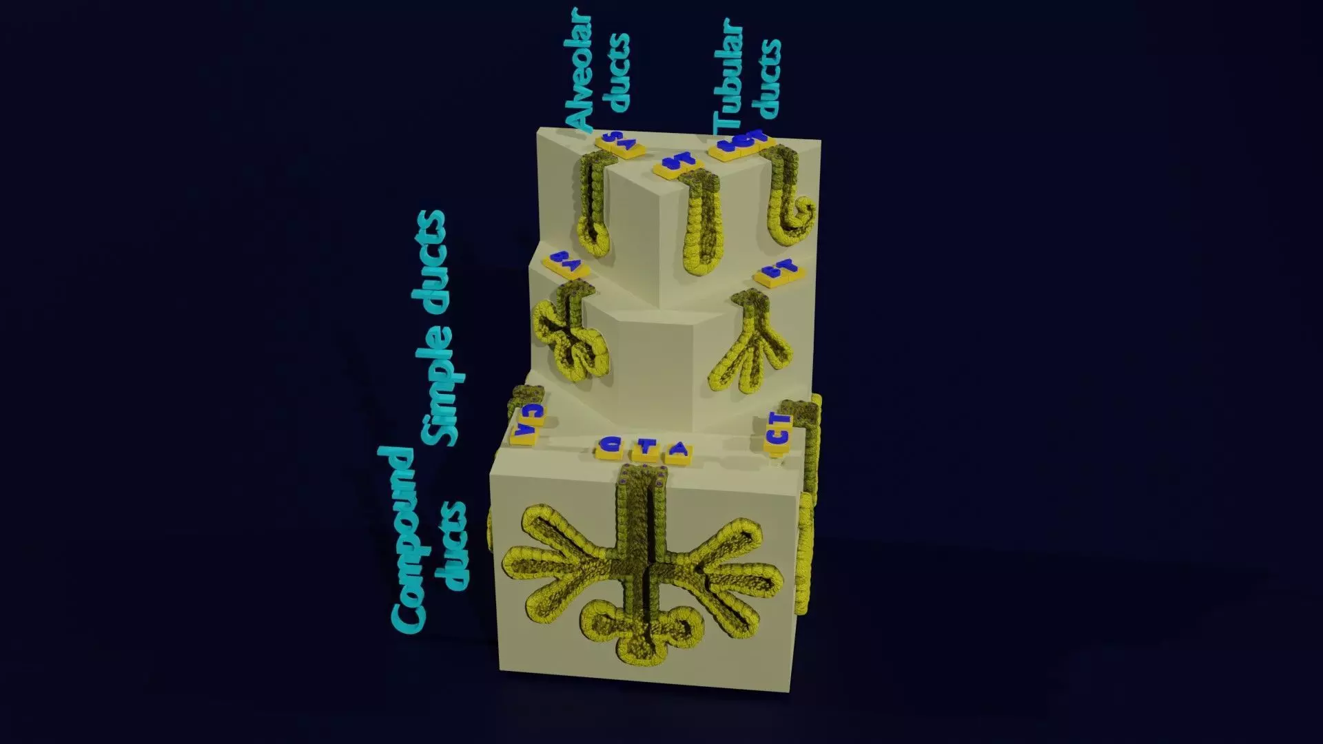 Ducts glands type simple compound alveolar tubular 3D model_0