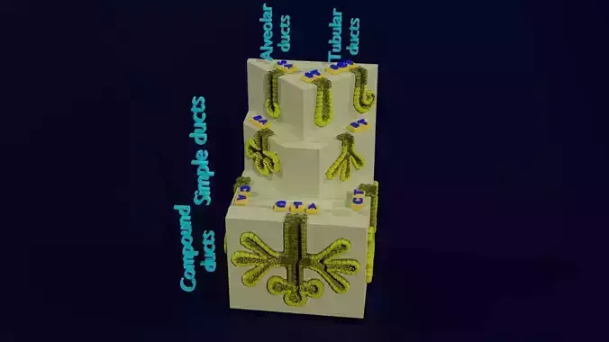 Ducts glands type simple compound alveolar tubular 3D model